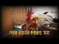 #262.#기생충 장염으로 투병중인 &#39;코코&#39; #닭, #고양이, #거위, #오리