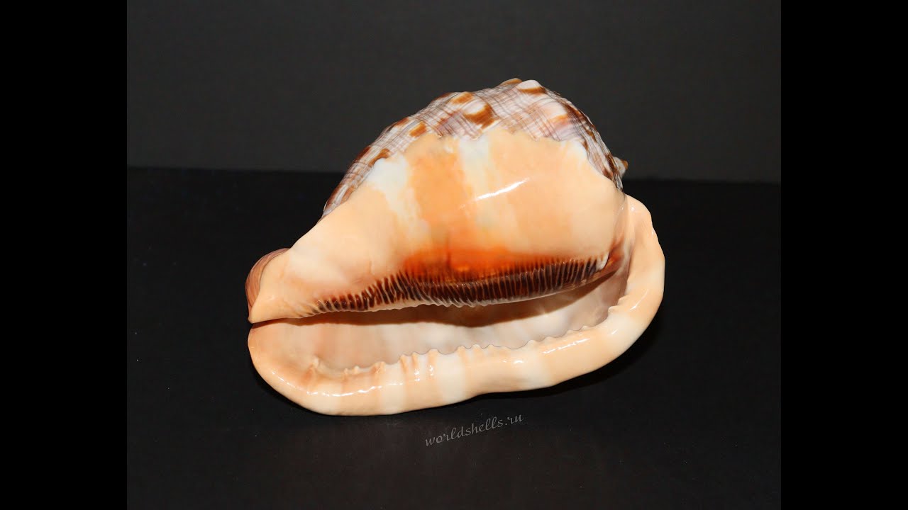 Ципрекассис Руфа (Cypraecassis rufa) 14 см.  С дырочкой (Уценка)