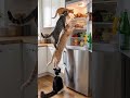 🐱🍗 Four Cats Stack Up to Steal Chicken from Fridge... Mission Impawssible 😂💀 #cats #funny #shorts