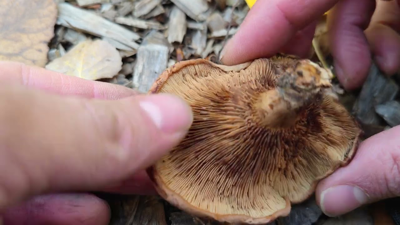 Seta de cardo y paxilo enrollado no deben confundirse, pero ha sucedido. aquí explicó la diferencia