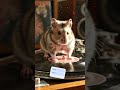 Rat #shortvideo #shortsfeed #shortsviral #cute #shorts