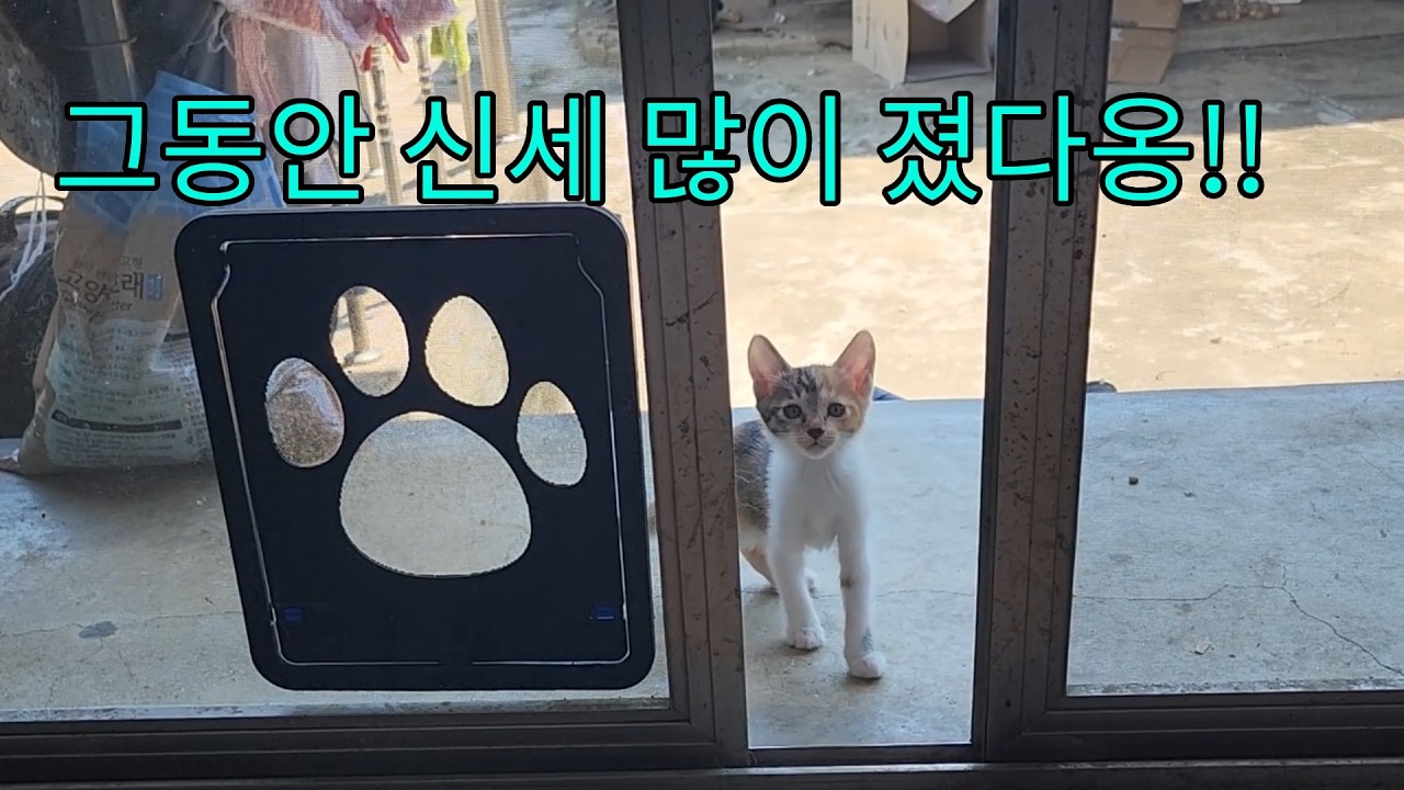 생후 50일...이제 떠날때가 되었다