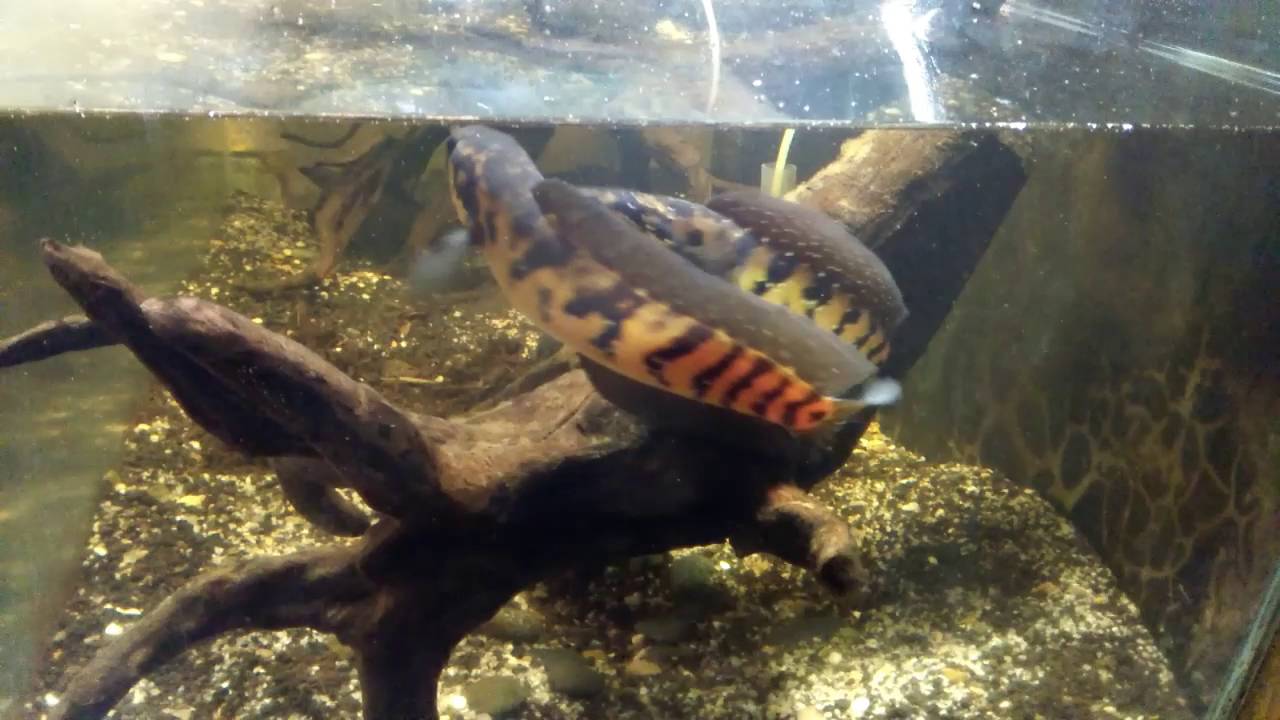 Channa asiatica mating (bandung, indonesia) 