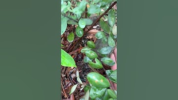 Cây sim bụi rừng kìa