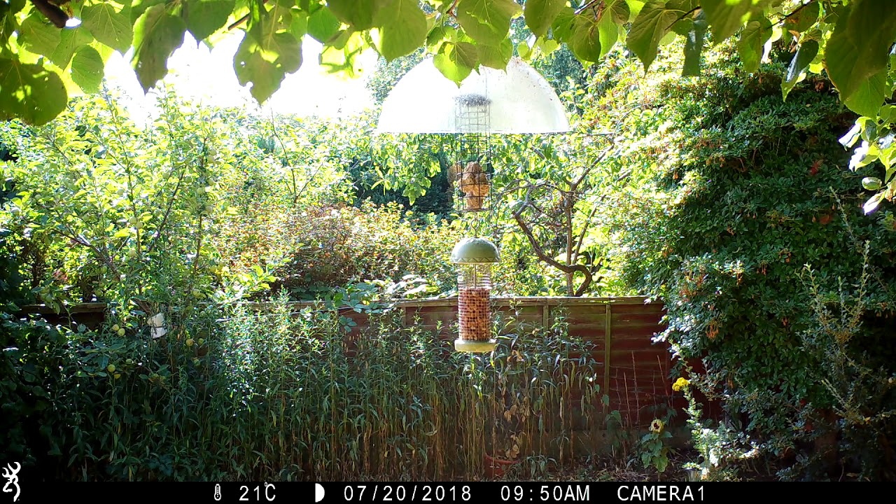 Woodpecker, Blue Tits & Great Tits at Birdfeeder ST5 UK 19/7/18 IMG