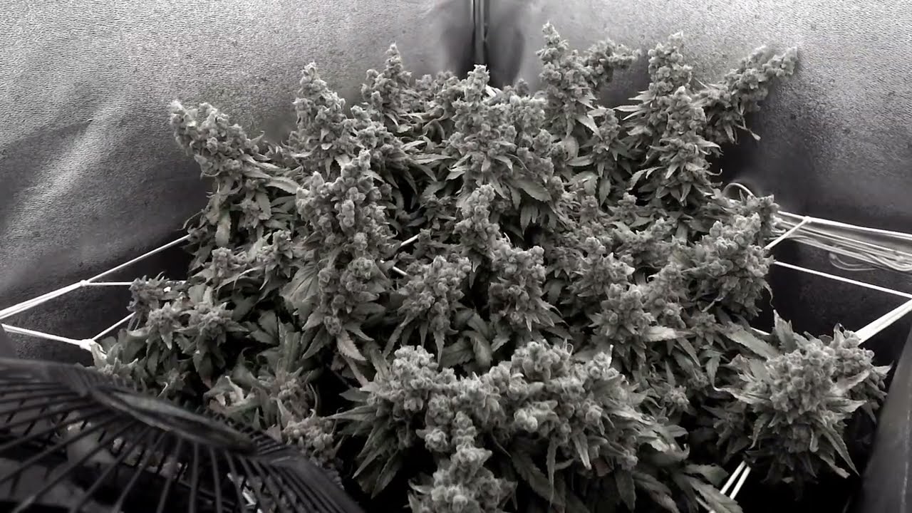 Hydroponics Amnesia Haze Transplant Shock, Bounce Back + 12wk timelapse flower