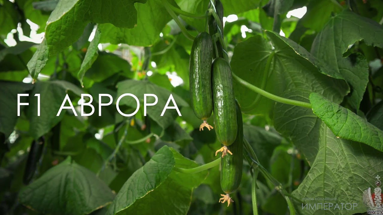 F1 Аврора.  Гавриш-Казахстан и Агро Азия