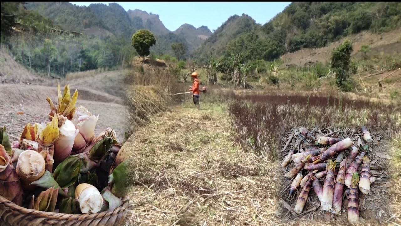 Clearing the field for the new crop and digging up bamboo trees ...