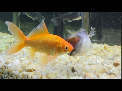 Moby Eats A Big Goldfish In One Gulp! - YouTube