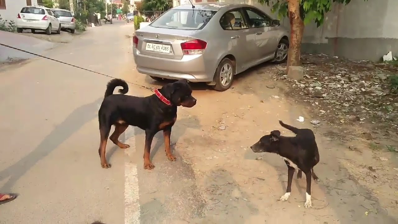 Arrogant ROTTWEILER vs Playful STRAY Dog - YouTube
