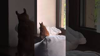 Cheeky Squirrel tries to steal My Nuts πΏοΈπ¨