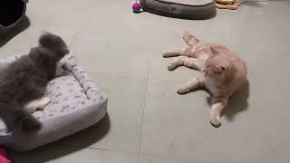 可愛いすぎるわ~It's cute and soothing QQCAT貓公主