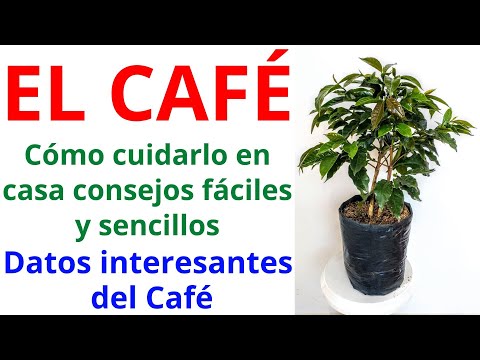 Video: Café - una planta en casa