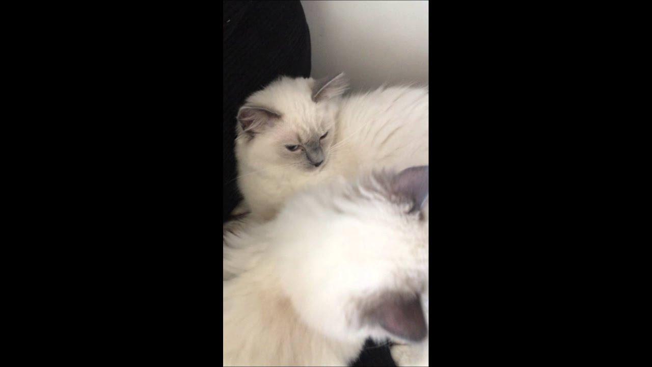 Ragdoll kittens grooming and cuddle