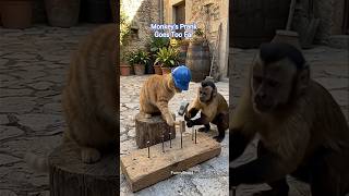 Monkey Pranks Cat At Work