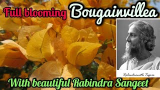 The Most Beautiful Bougainvillea flowers//Bougainvillea flower// নিত্য তোমার যে ফুল ফোটে 
