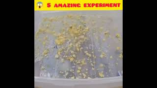 Lava Vs Babyell Shredder Vs Popcorn Octopus Papaya Experiment