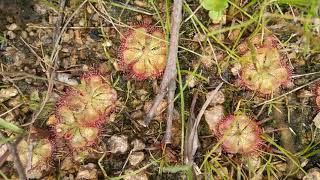 Pilli Adugu And Thalli Adugu