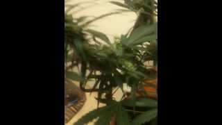 VortexDay30Flower150WattHPS