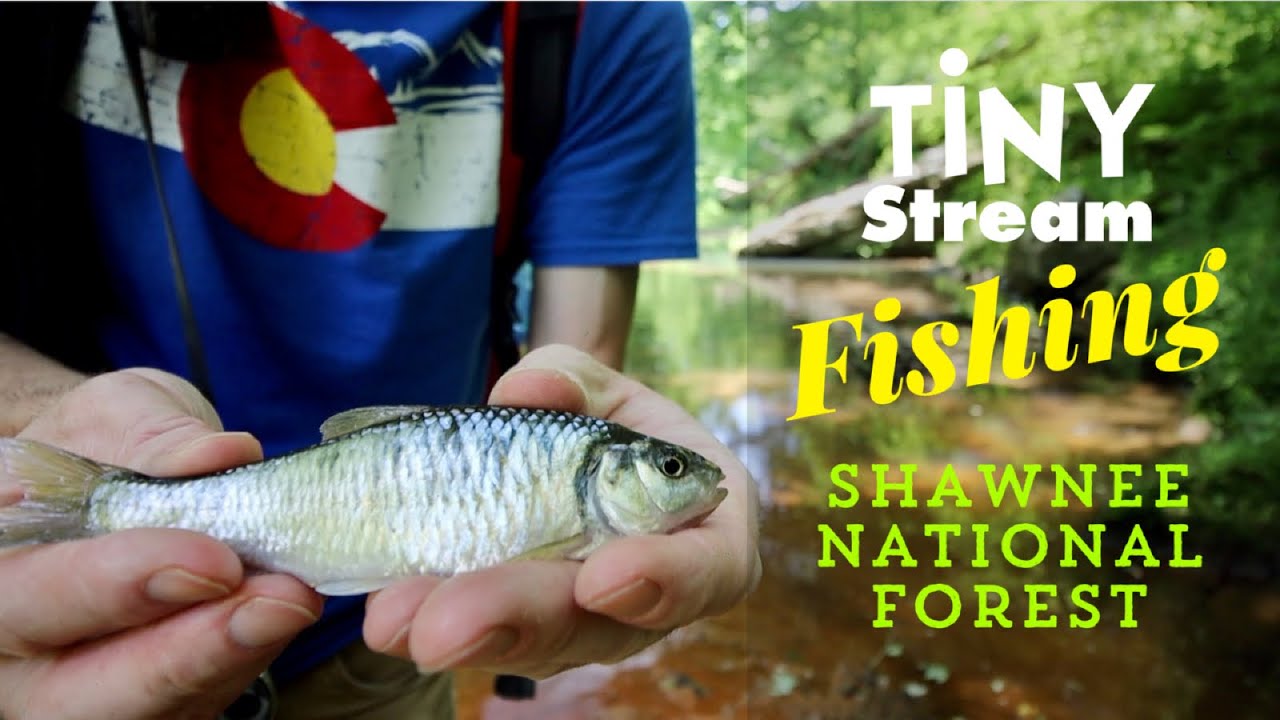 Tiny Stream Fishing - Shawnee National Forest