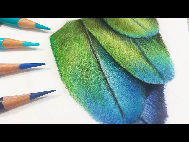 REALTIME How To Draw Feathers in COLORED PENCIL