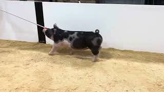 6-9 spot gilt