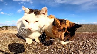 猫島で出会った仲良し野良猫、二人同時腰トントンで喜ぶ