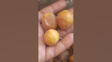 Harvest Fresh Barhi🌰Dates Fruit . #fruit #shortvideo #shorts #dates #datefruit #organic #nature #4k