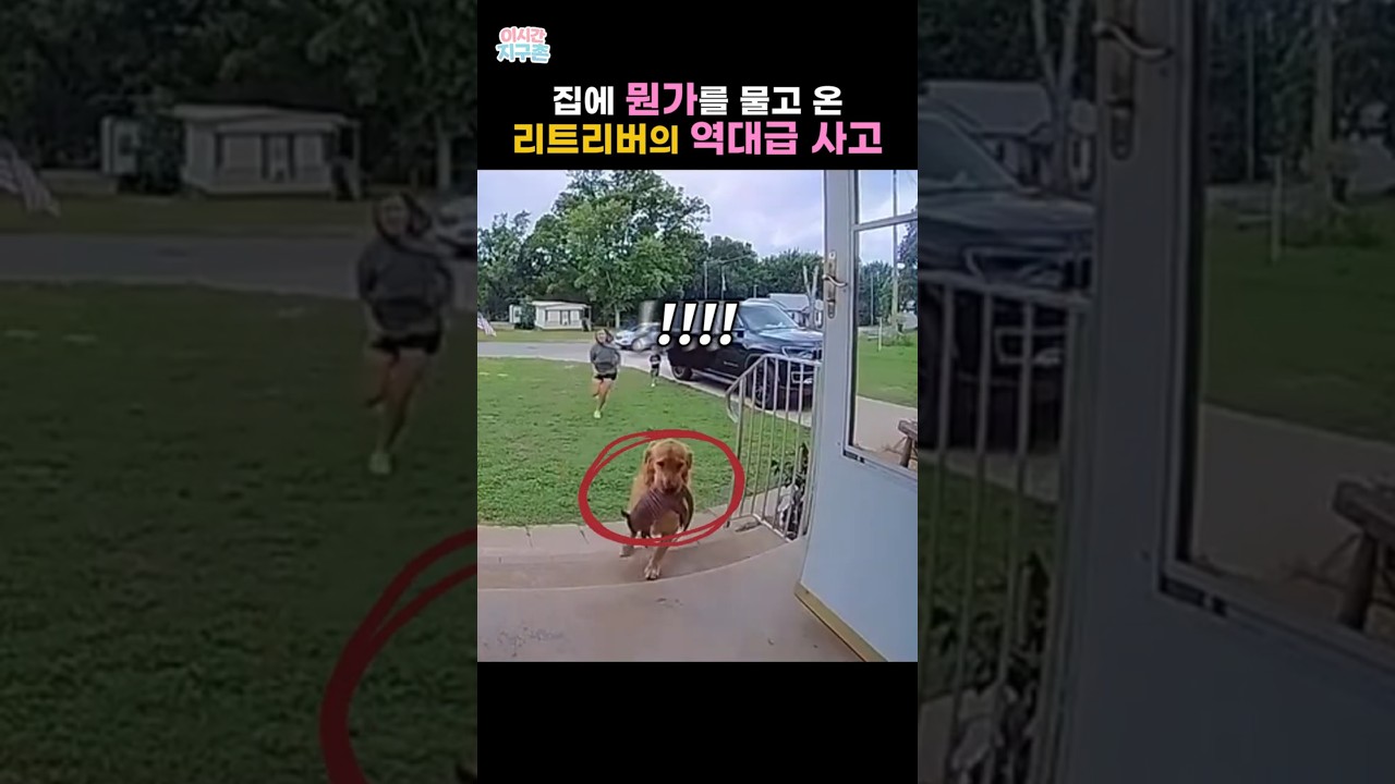 집에 뭔가 물고 온 리트리버의 역대급 사고