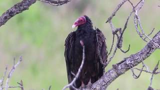 Turkey Vulture Preening