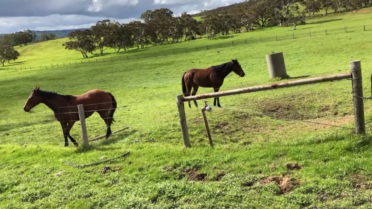Horses Are Comfort Seekers Learn To Their Comfort YouTube