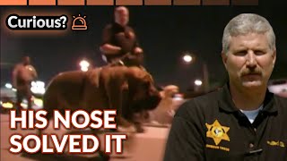 Scent Evidence Dog Solves Double Murder Case | Dogs with Jobs