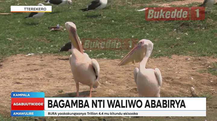 Omwoleso gw'ebinyonnyi abakugu bagamba bikendedde bagamba nti waliwo ababirya