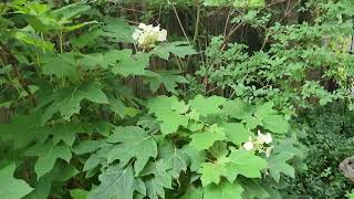 Our Mid May Garden Tour Part 1. # gardening