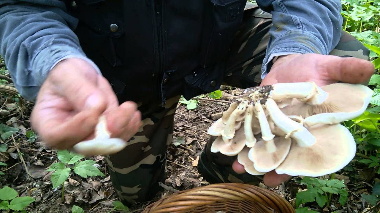 A Pioppini Con Il Maestro Youtube