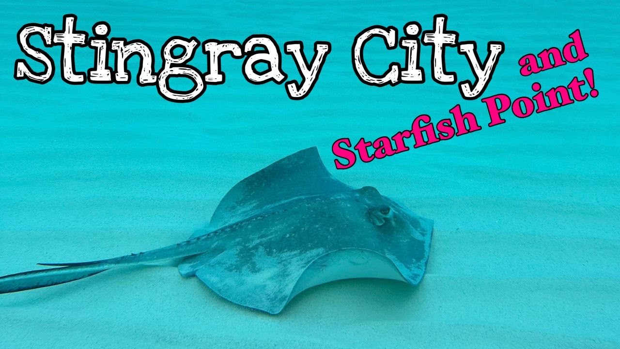 Best GRAND CAYMAN Excursion!  STINGRAY CITY & STARFISH POINT