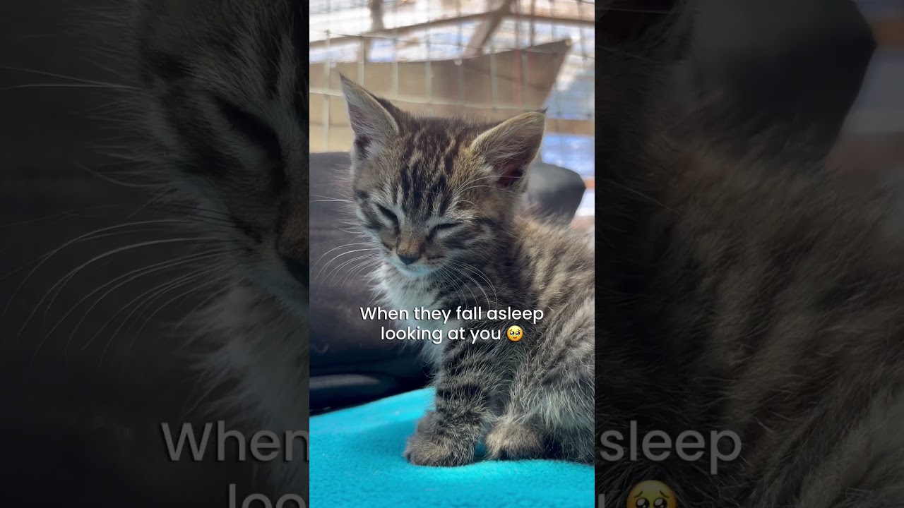 Meet Merideth - one of our cats that needs a home! 