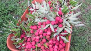 Lychee 2018