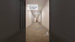 When Someone Says Cats Are Mean. Episode 4.