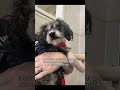 we really need your help to save our poor baby get her treatment #usa #uk #canada #reels