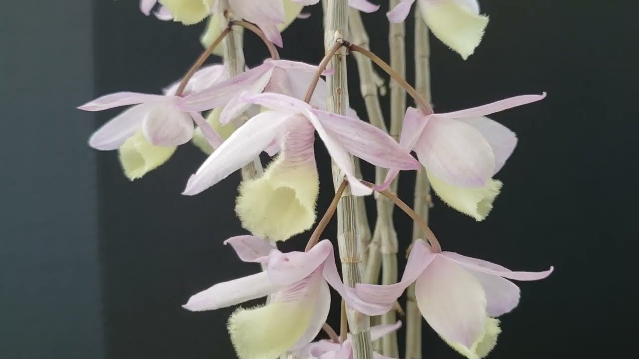 Dendrobium pierardii (aphyllum, cucullatum)