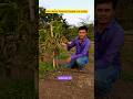Kesar Mango Plantation Growth #farming #shorts #trendingshorts #viral #mangocrop #fruits #green