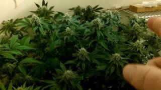 Day 40 alien rift is the best strain I've ever grown