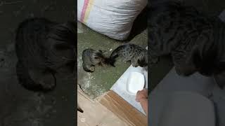 Köy hayatında emek hiç bitmez. Bugün odun çuvallama mesaisindeyiz. Beğenmeyi ve takip etmeyi unutmyn