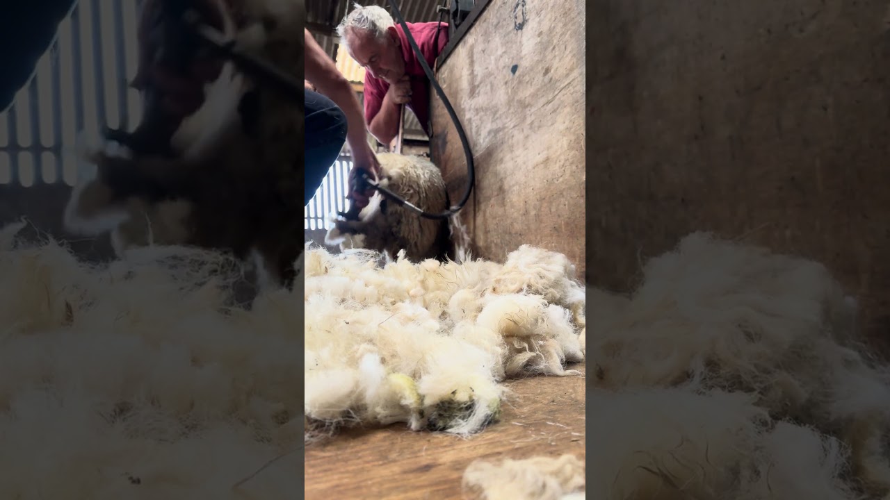 Cleaning ram lambs bums 