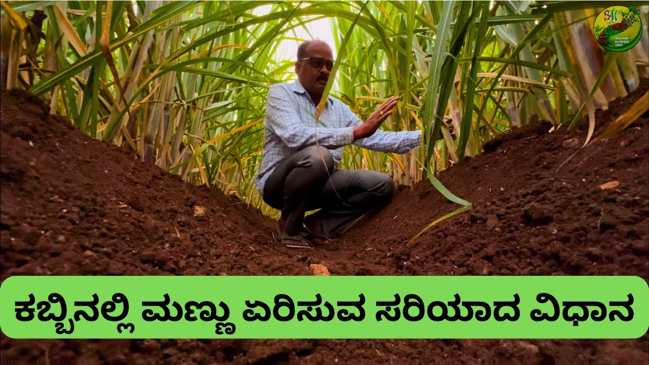 ಕಬ್ಬಿನಲ್ಲಿ ಮಣ್ಣು ಏರಿಸುವ ಸರಿಯಾದ ವಿಧಾನ 🎋 | Proper way of Earthing up in Sugarcane 🎋