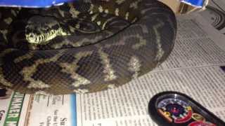 Reptile Collection June 2013!