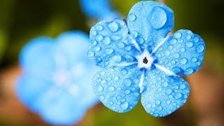 Flowers Video 4K Hd Flowers Music Nechar