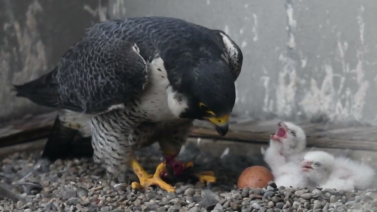 2 young hatchling feeding (TT site, 5222) YouTube