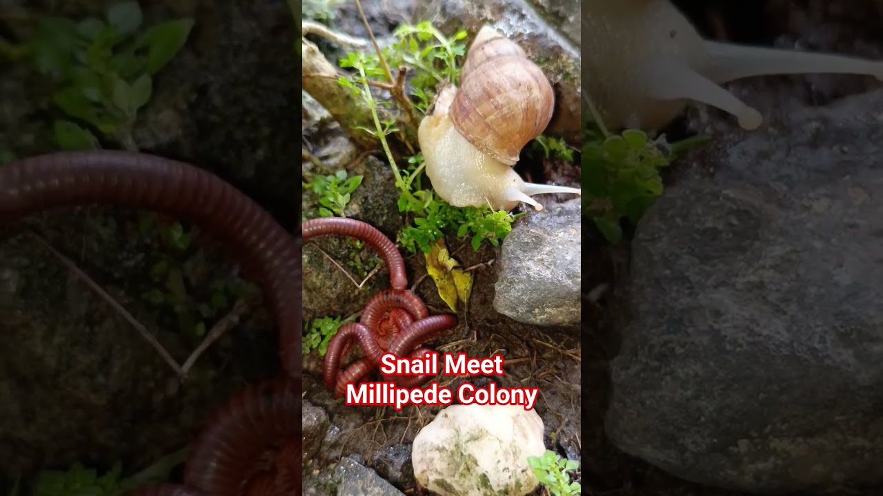 Слизь улитки и ноги многоножки: самое странное явление в природе 